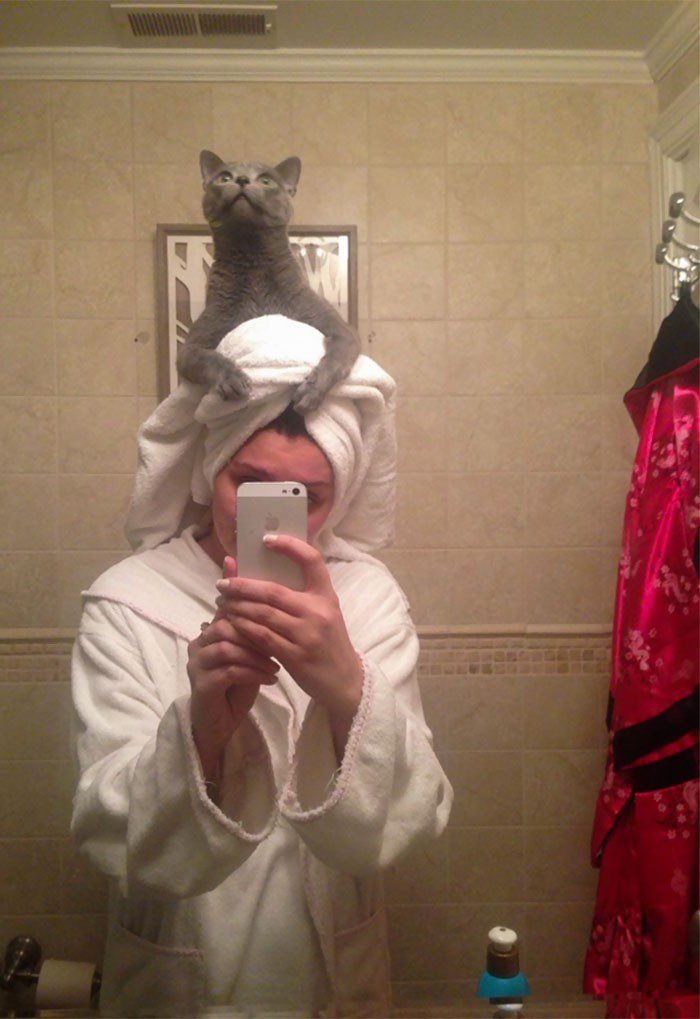 1646758427 520 22 gatos que nao sabem o que e respeitar a