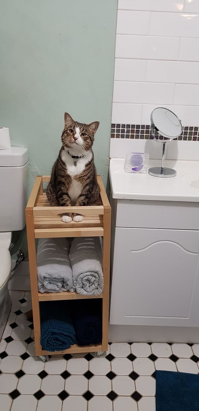 1646758428 524 22 gatos que nao sabem o que e respeitar a