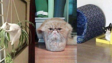 1751397480 22 situacoes que apenas aqueles que tem gatos irao entender 22 situações que apenas aqueles que tem gatos irão entender