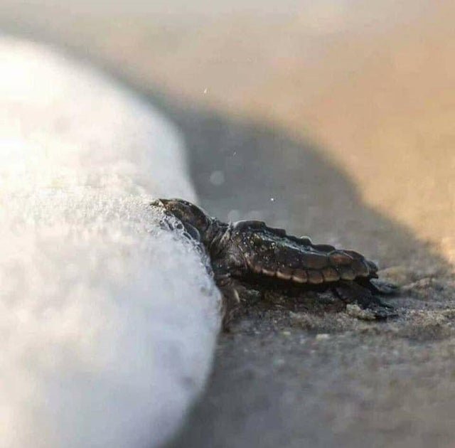 1751397680 929 21 fotos extraordinarias de coisas inusitadas que vao surpreende lo 1647020688 886 21 imagens extraordinarias de coisas incomuns que irao surpreende lo