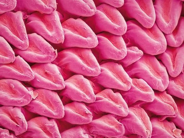 1751397686 529 21 fotos extraordinarias de coisas inusitadas que vao surpreende lo 1647020689 912 21 imagens extraordinarias de coisas incomuns que irao surpreende lo