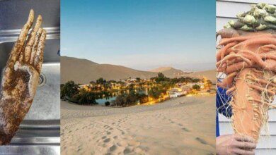 21 fotos extraordinárias de coisas inusitadas que vão surpreendê-lo.