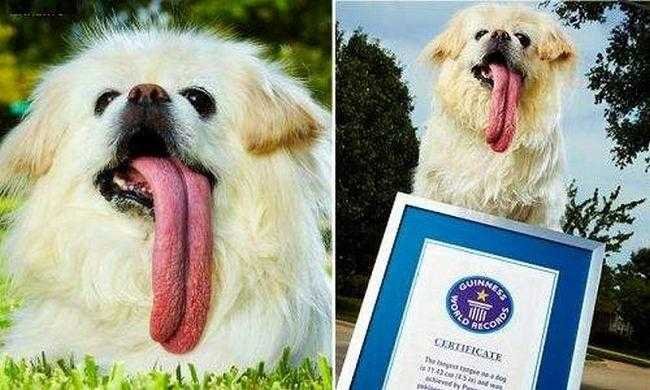 1751401814 531 10 recordes tao bizarros que voce custaria acreditar que eles 1593388909 364 10 Recordes tao bizarros que voce custaria acreditar que eles