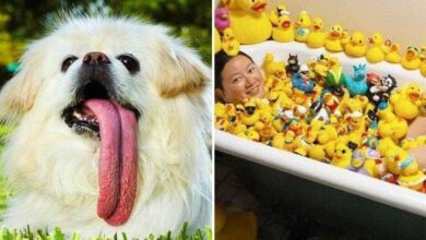 10 Recordes tão bizarros que você custaria acreditar que eles existem… Mas existem!