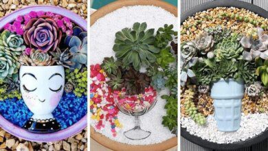 17 Ideias de terrários de suculentas maravilhosos