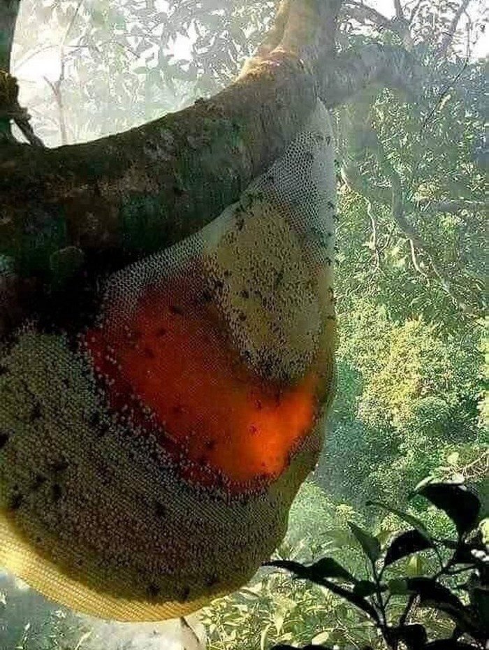 1751402176 87 14 fotos que provam que algumas coisas podem ser muito 1646272818 10 14 Fotos provando que algumas coisas podem ser muito maiores