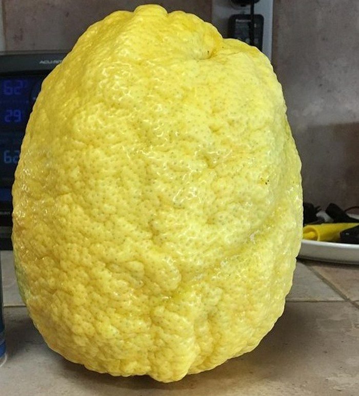 1751402180 438 14 fotos que provam que algumas coisas podem ser muito 1646272820 61 14 Fotos provando que algumas coisas podem ser muito maiores