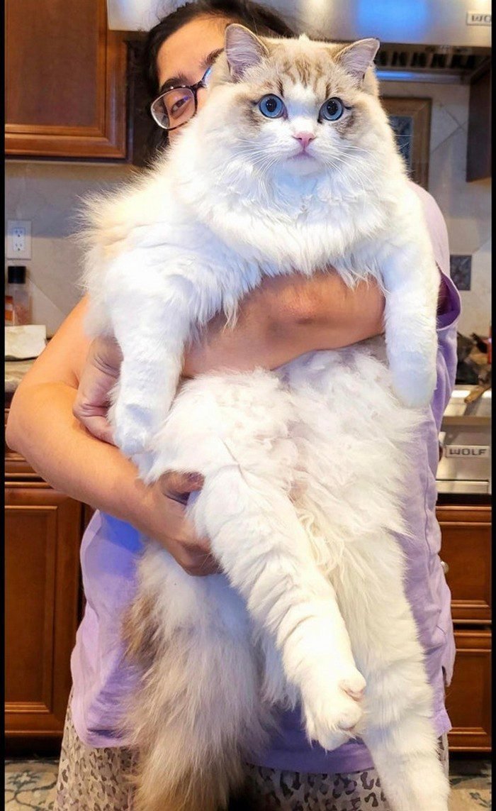 1646272827 61 14 Fotos provando que algumas coisas podem ser muito maiores