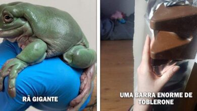 14 fotos que provam que algumas coisas podem ser muito maiores do que pensamos