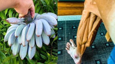 18 fotos incríveis que mostram coisas raramente vistas