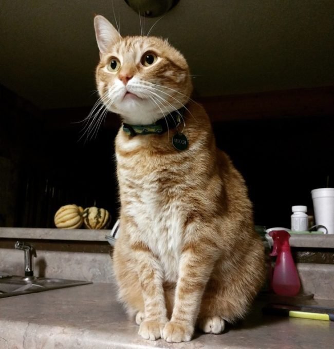 animais-deficientes-2