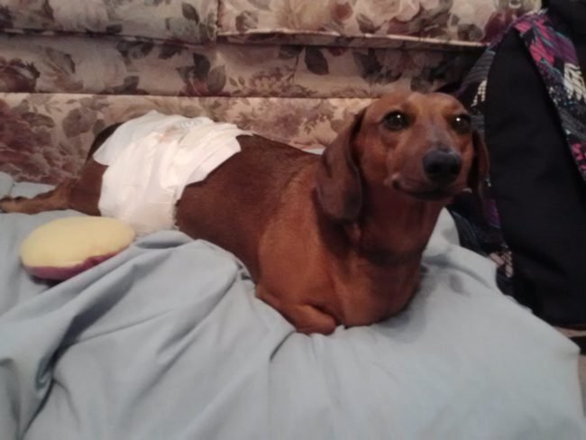 animais-deficientes-4