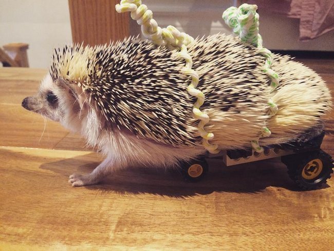 animais-deficientes-8