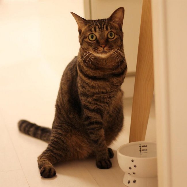 animais-deficientes-9