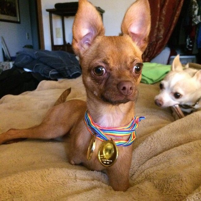 animais-deficientes-16