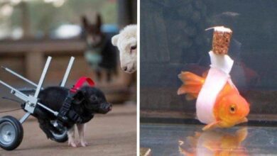 17 animais deficientes que não se importam com isso