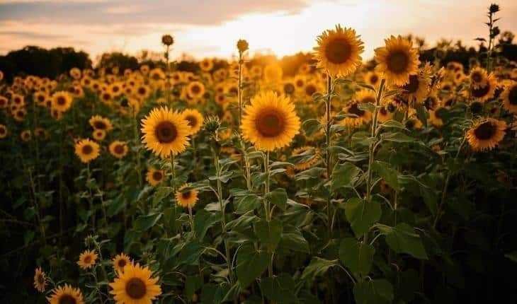 1751413188 770 8 plantas ideais para quem tem animais em casa 1595360569 855 8 plantas perfeitas para quem tem animais de estimacao em