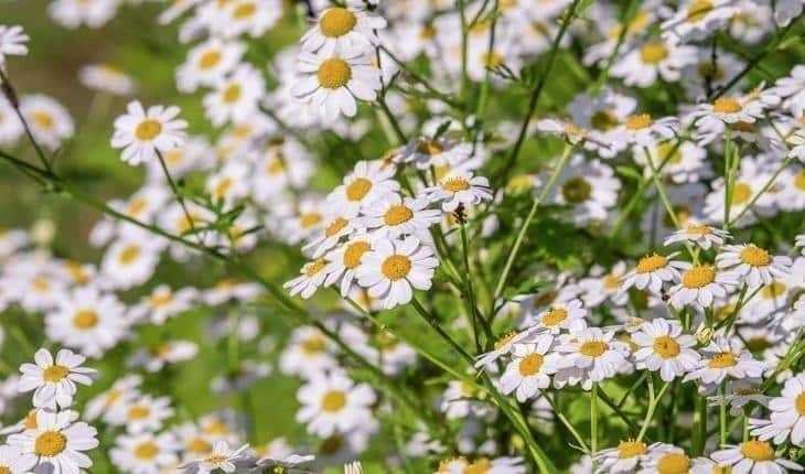 1751413189 833 8 plantas ideais para quem tem animais em casa 1595360569 621 8 plantas perfeitas para quem tem animais de estimacao em