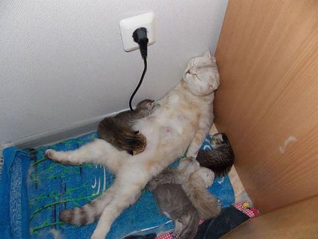 1751415732 246 12 divertidas expressoes de animais que resumem bem o que pets-maternidade-2