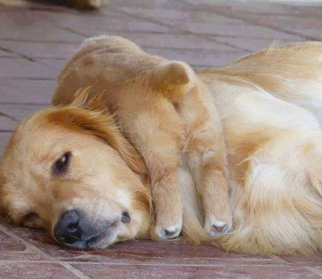 1751415739 584 12 divertidas expressoes de animais que resumem bem o que pets-maternidade-6