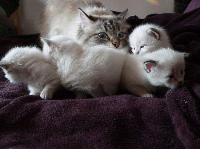 1751415746 244 12 divertidas expressoes de animais que resumem bem o que pets-maternidade-10