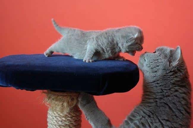 1751415747 755 12 divertidas expressoes de animais que resumem bem o que pets-maternidade-11