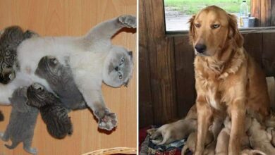 12 Divertidas expressões de animais que resumem bem o que é ser mãe