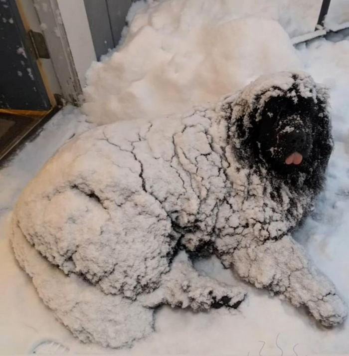 1751416391 791 20 animais que adoram ficar nas posicoes e nos lugares 1614371205 822 20 Animais que adoram ficar nas posicoes e nos lugares