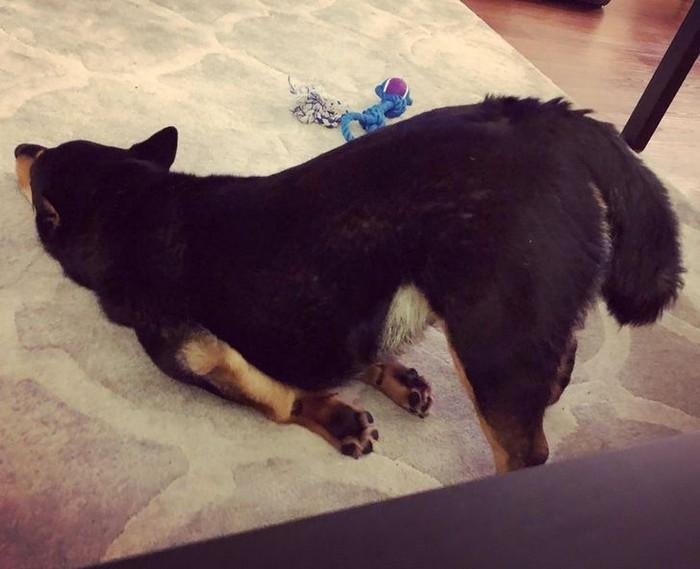 1751416393 500 20 animais que adoram ficar nas posicoes e nos lugares 1614371205 666 20 Animais que adoram ficar nas posicoes e nos lugares