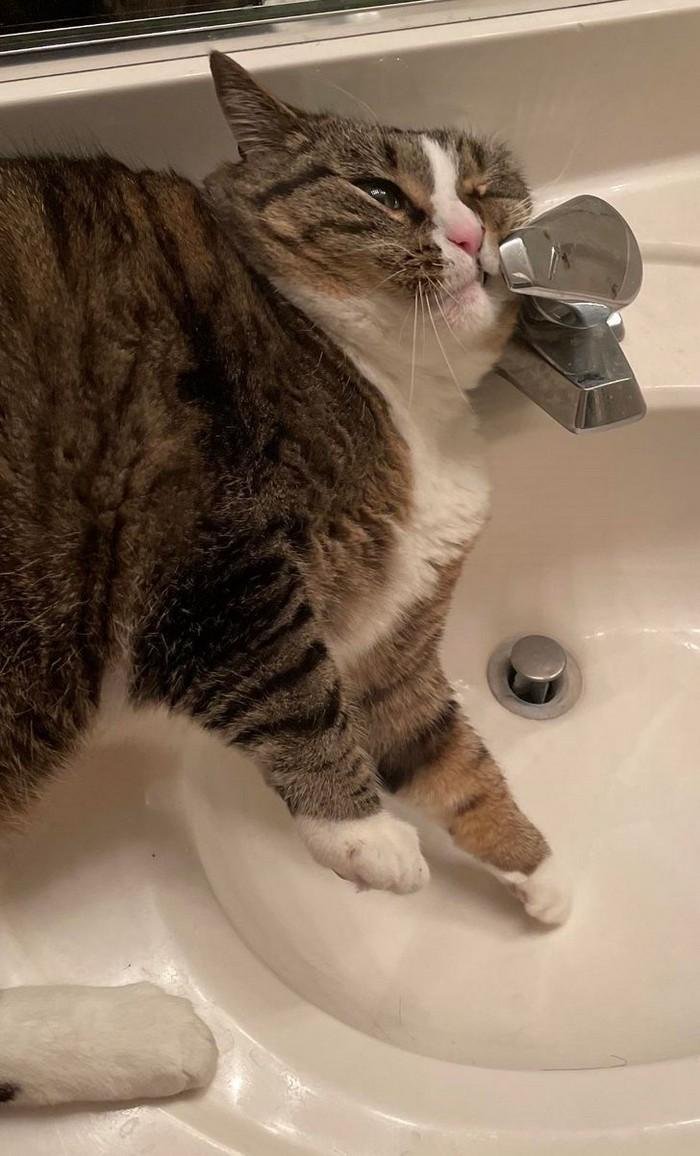 1614371206 682 20 Animais que adoram ficar nas posicoes e nos lugares