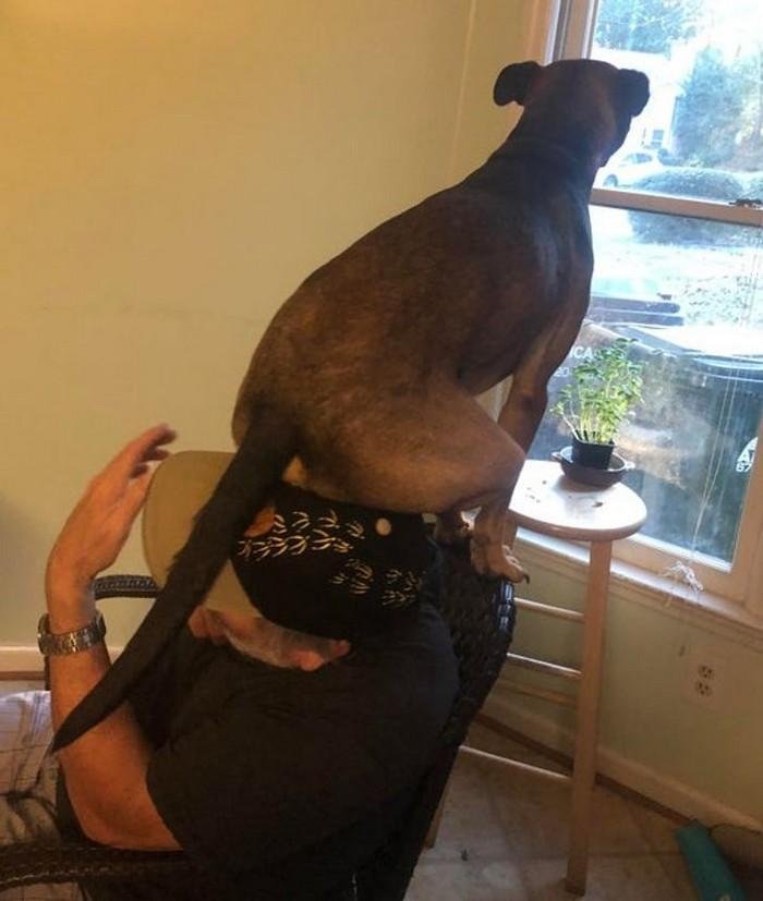 1751416395 935 20 animais que adoram ficar nas posicoes e nos lugares 1614371206 187 20 Animais que adoram ficar nas posicoes e nos lugares