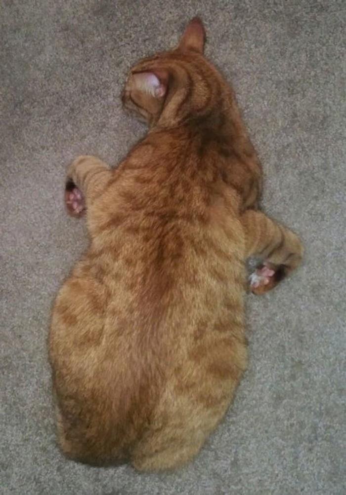 1751416397 935 20 animais que adoram ficar nas posicoes e nos lugares 1614371206 241 20 Animais que adoram ficar nas posicoes e nos lugares