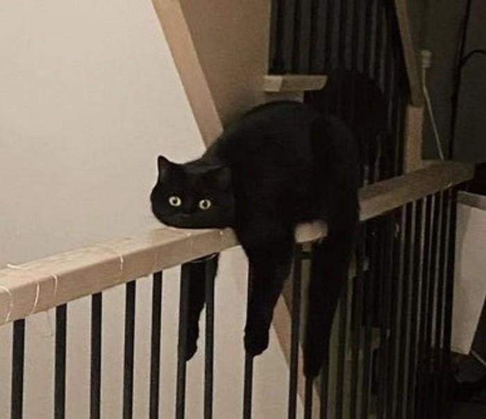 1751416398 538 20 animais que adoram ficar nas posicoes e nos lugares 1614371207 477 20 Animais que adoram ficar nas posicoes e nos lugares