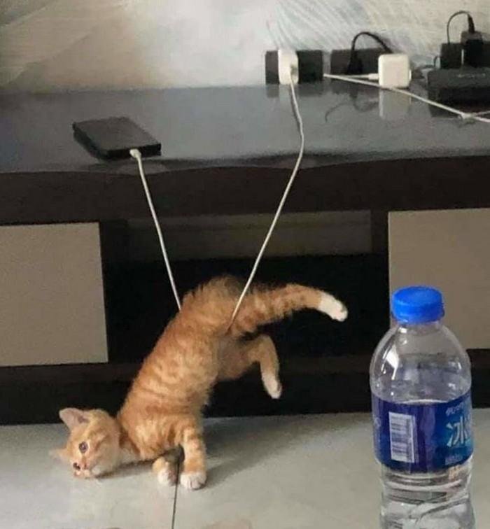 1614371207 720 20 Animais que adoram ficar nas posicoes e nos lugares