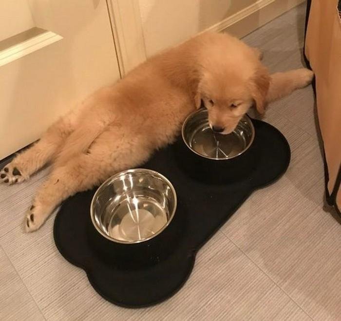 1751416400 755 20 animais que adoram ficar nas posicoes e nos lugares 1614371207 842 20 Animais que adoram ficar nas posicoes e nos lugares