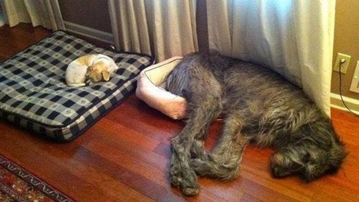 1751416403 996 20 animais que adoram ficar nas posicoes e nos lugares 1614371208 142 20 Animais que adoram ficar nas posicoes e nos lugares