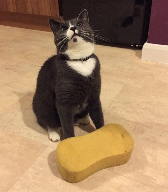 1614371208 534 20 Animais que adoram ficar nas posicoes e nos lugares