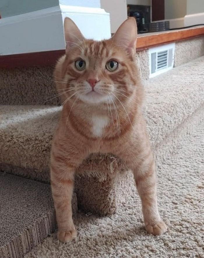 1751416405 792 20 animais que adoram ficar nas posicoes e nos lugares 1614371208 784 20 Animais que adoram ficar nas posicoes e nos lugares