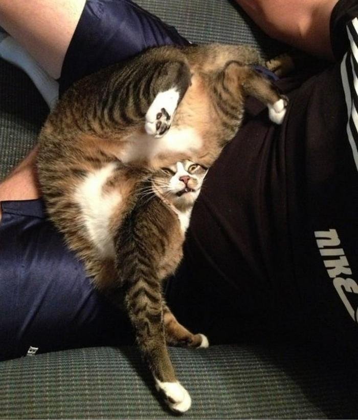 1751416408 898 20 animais que adoram ficar nas posicoes e nos lugares 1614371209 834 20 Animais que adoram ficar nas posicoes e nos lugares