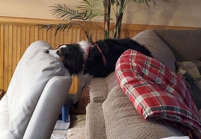 1614371209 262 20 Animais que adoram ficar nas posicoes e nos lugares