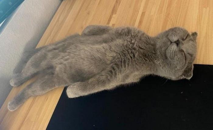 1751416410 422 20 animais que adoram ficar nas posicoes e nos lugares 1614371209 804 20 Animais que adoram ficar nas posicoes e nos lugares