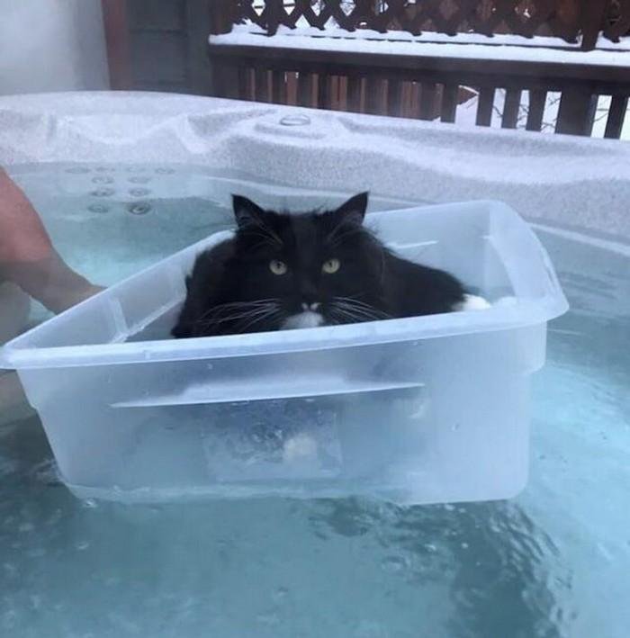 1751416411 416 20 animais que adoram ficar nas posicoes e nos lugares 1614371210 487 20 Animais que adoram ficar nas posicoes e nos lugares