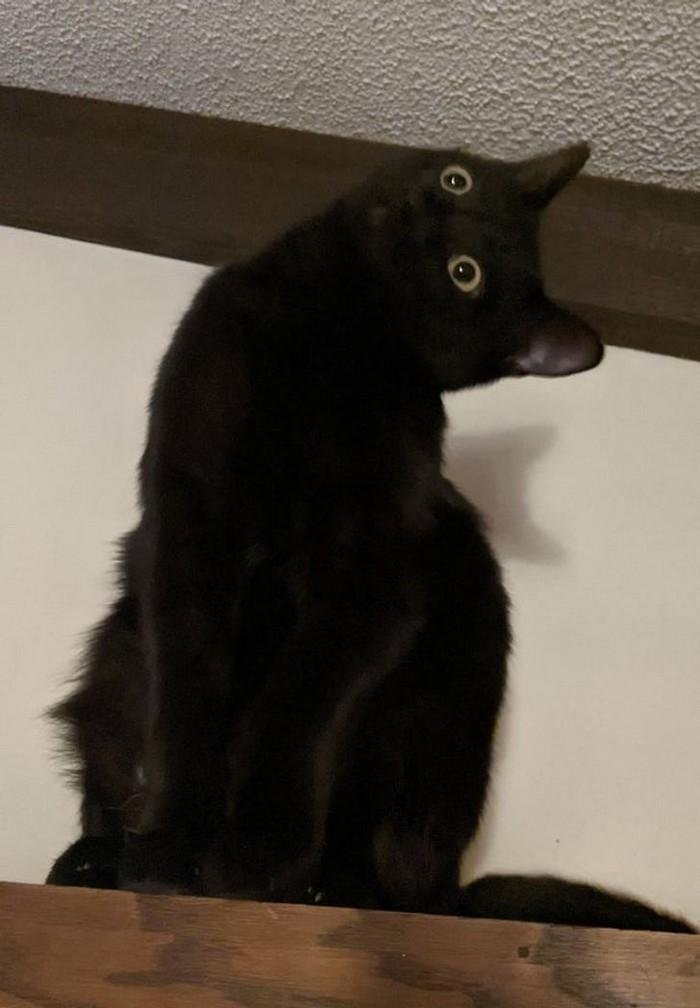 1614371210 317 20 Animais que adoram ficar nas posicoes e nos lugares