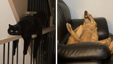 1751416416 20 animais que adoram ficar nas posicoes e nos lugares 20 Animais que adoram ficar nas posições e nos lugares mais loucos possíveis