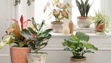 8 incríveis razões para você cultivar plantas em casa