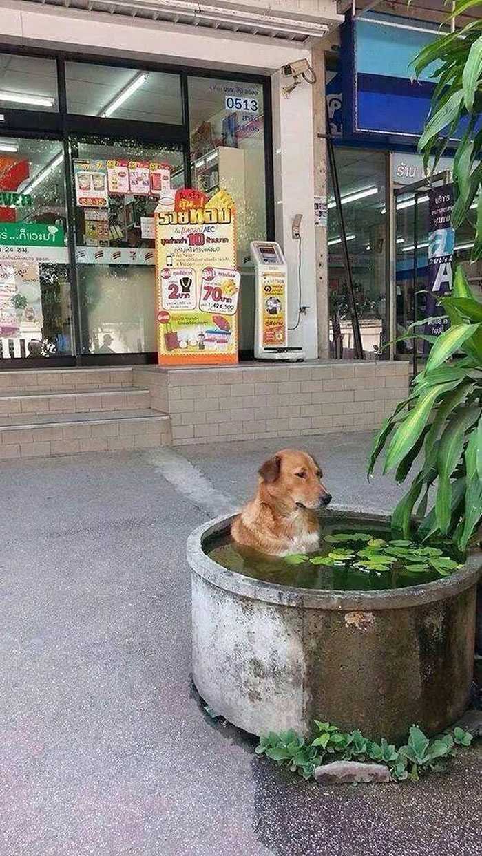 1751421552 110 21 fotos mostrando as consequencias das ondas de calor 1629628554 523 21 Fotos que mostram as consequencias das ondas de calor