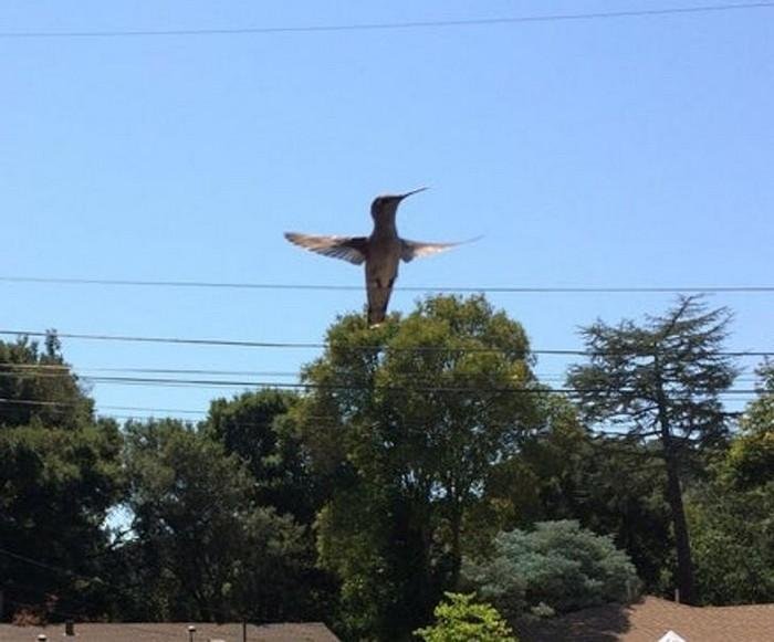 1638585448 664 18 Imagens que podem confundir ate as mentes mais atentas