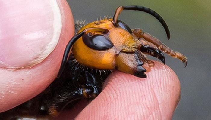 1751422792 830 28 coisas tao bizarras que nem deveriam existir segundo a 1617312273 192 29 Coisas tao bizarras que nem deveriam existir segundo a