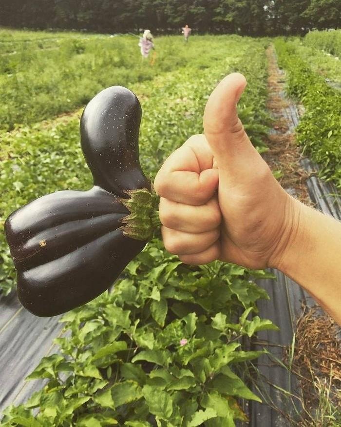 1611023930 231 24 Frutas e legumes que foram modificados pela natureza de