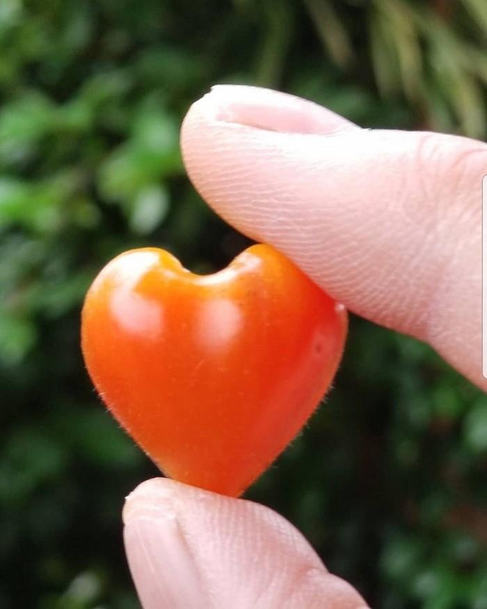 1611023931 910 24 Frutas e legumes que foram modificados pela natureza de